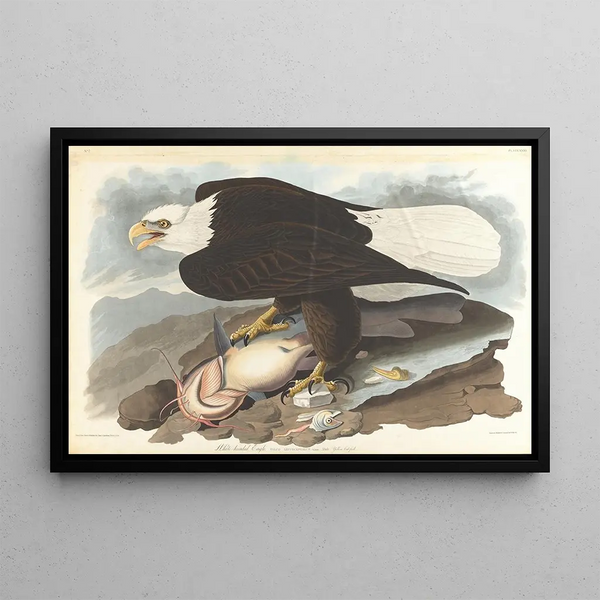 Bald Eagle - John James Audubon — framed artwork on a wall
