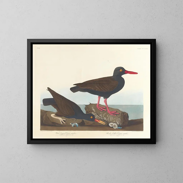 Huîtrier à pattes blanches Huîtrier à bec fin - John James Audubon — framed artwork on a wall