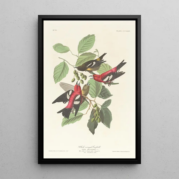 Bec-croisé bifascié - John James Audubon — framed artwork on a wall