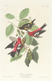 Bec-croisé bifascié - John James Audubon — artwork view