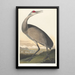 White Crane - John James Audubon — framed artwork on a wall
