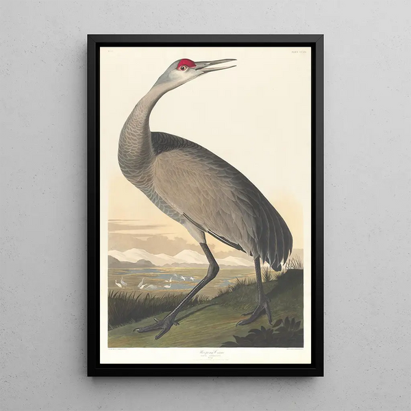 White Crane - John James Audubon — framed artwork on a wall