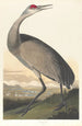 White Crane - John James Audubon — artwork view