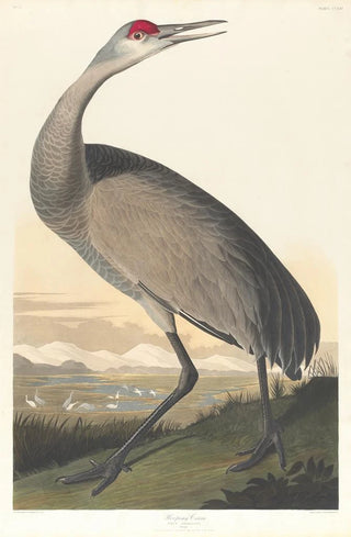 White Crane - John James Audubon — artwork view