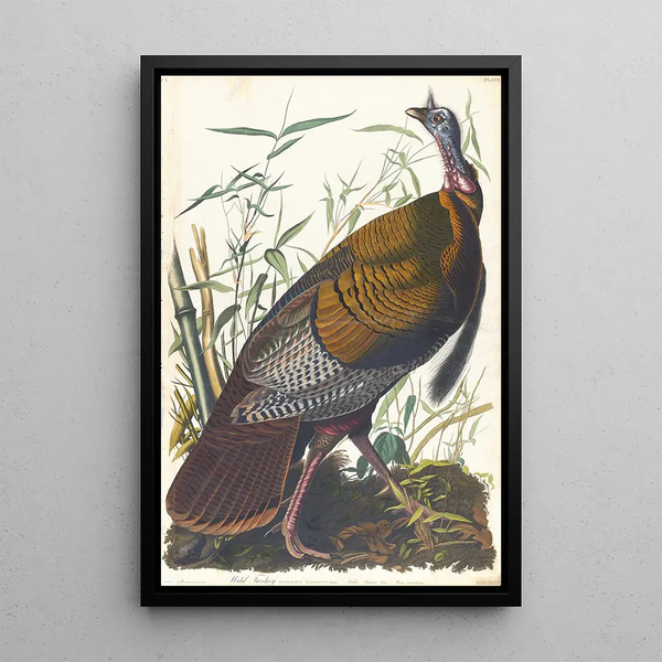 Wild Turkey Painting - John James Audubon — framed artwork on a wall
