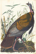 Wild Turkey Painting - John James Audubon — artwork view