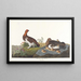 Lagopède des saules ou grand tétras - John James Audubon — framed artwork on a wall