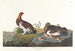Lagopède des saules ou grand tétras - John James Audubon — artwork view