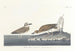 Wilson's Plover - John James Audubon — artwork view