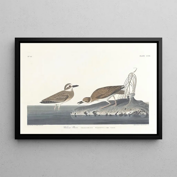 Wilson's Plover - John James Audubon — framed artwork on a wall