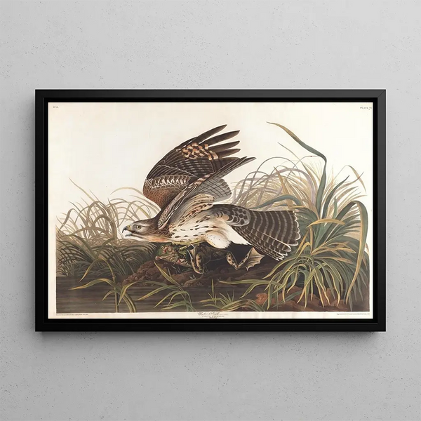 Winter Falcon - John James Audubon — framed artwork on a wall