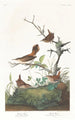 Winter Wren Painting - John James Audubon — artwork view