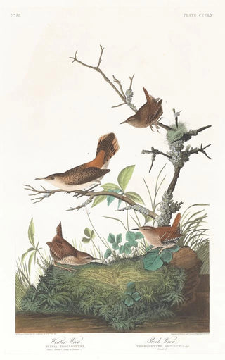 Winter Wren Painting - John James Audubon — artwork view