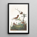 Winter Wren Painting - John James Audubon — framed artwork on a wall