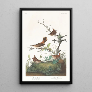 Winter Wren Painting - John James Audubon — framed artwork on a wall