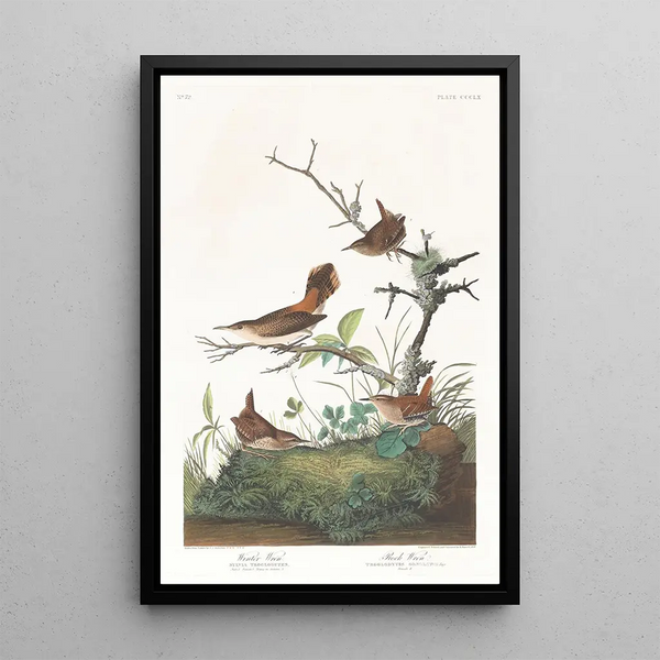 Winter Wren Painting - John James Audubon — framed artwork on a wall