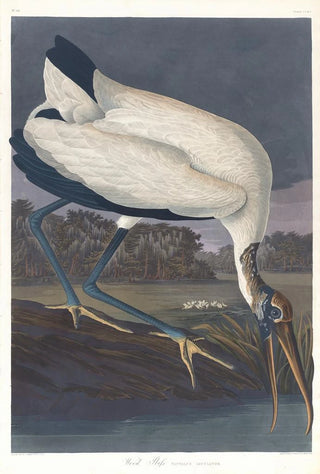 Ibis des bois - John James Audubon — artwork view