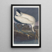 Ibis des bois - John James Audubon — framed artwork on a wall