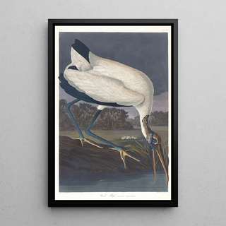 Ibis des bois - John James Audubon — framed artwork on a wall