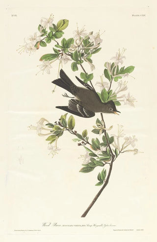 Pioui des bois - John James Audubon — artwork view