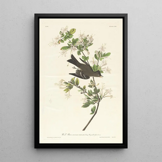 Pioui des bois - John James Audubon — framed artwork on a wall