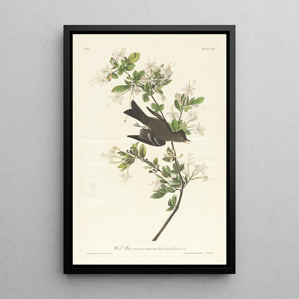 Pioui des bois - John James Audubon — framed artwork on a wall