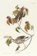 Wood Thrush - John James Audubon — artwork view