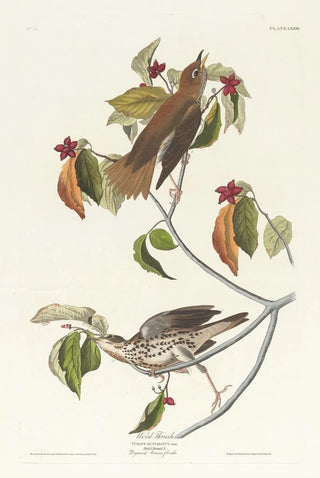 Wood Thrush - John James Audubon — artwork view