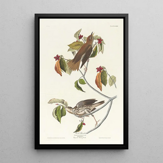 Wood Thrush - John James Audubon — framed artwork on a wall