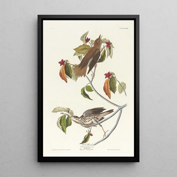 Wood Thrush - John James Audubon — framed artwork on a wall
