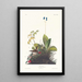 Troglodyte des bois - John James Audubon — framed artwork on a wall
