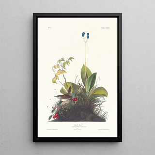Troglodyte des bois - John James Audubon — framed artwork on a wall