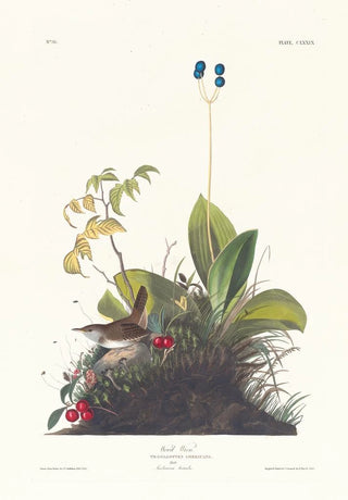 Troglodyte des bois - John James Audubon — artwork view