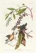 Paruline vermivore - John James Audubon — artwork view
