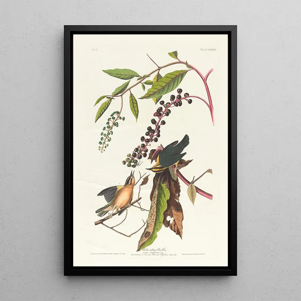 Paruline vermivore - John James Audubon — framed artwork on a wall