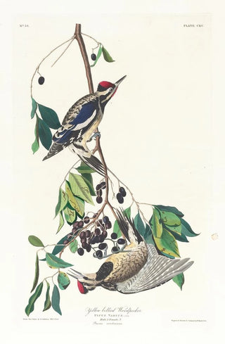 Pic maculé - John James Audubon — artwork view