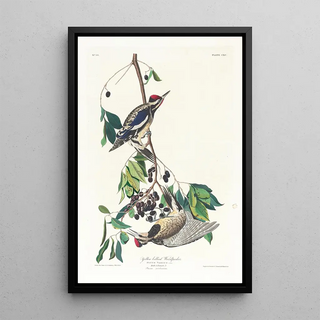 Pic maculé - John James Audubon — framed artwork on a wall
