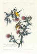 Goldfinch or American Goldfinch - John James Audubon — artwork view