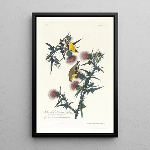 Goldfinch or American Goldfinch - John James Audubon — framed artwork on a wall