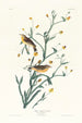 Paruline à croupion jaune - John James Audubon — artwork view