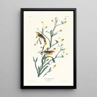 Paruline à croupion jaune - John James Audubon — framed artwork on a wall