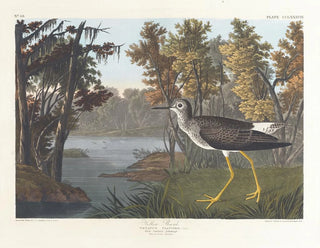Yellow-footed Bird Painting - John James Audubon — artwork view