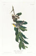 Yellow-throated Warbler - John James Audubon — artwork view