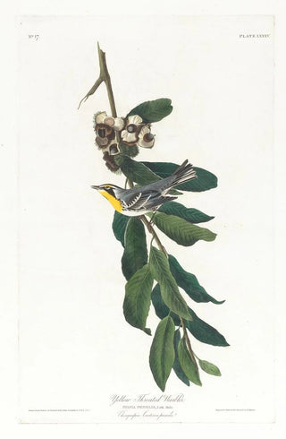Yellow-throated Warbler - John James Audubon — artwork view