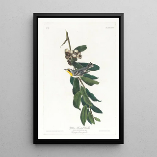 Yellow-throated Warbler - John James Audubon — framed artwork on a wall