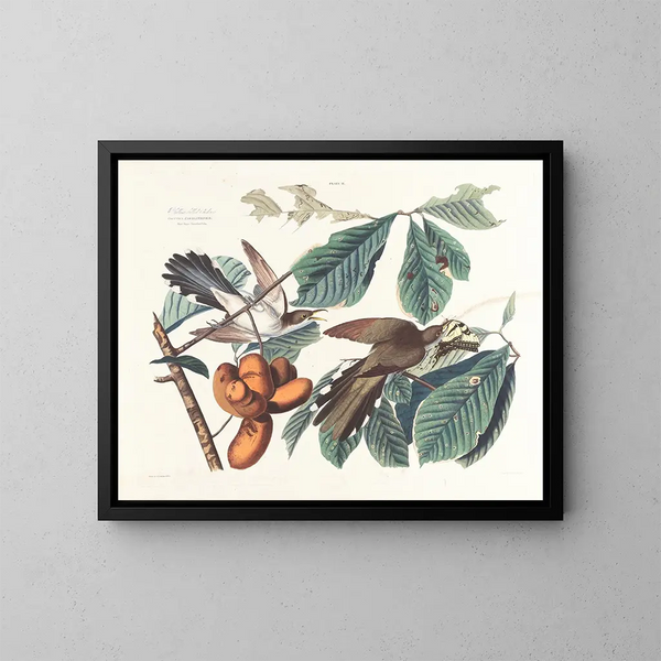 Coucou à bec jaune - John James Audubon — framed artwork on a wall