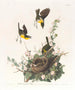 Paruline polyglotte - John James Audubon — artwork view