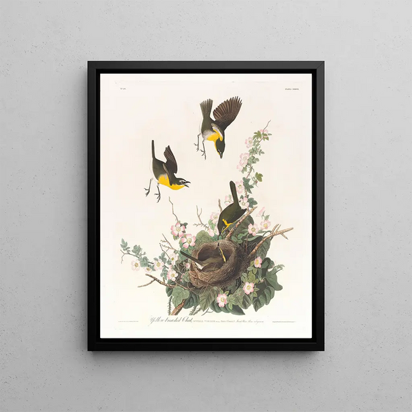 Paruline polyglotte - John James Audubon — framed artwork on a wall
