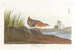 Râle à poitrine jaune - John James Audubon — artwork view
