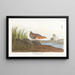 Râle à poitrine jaune - John James Audubon — framed artwork on a wall